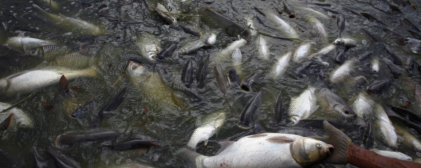 Production aquacole : La FAO recommande la génétique