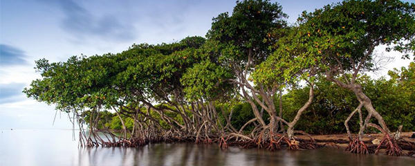 Disparition des mangroves : 82 milliards USD de dommages matériels