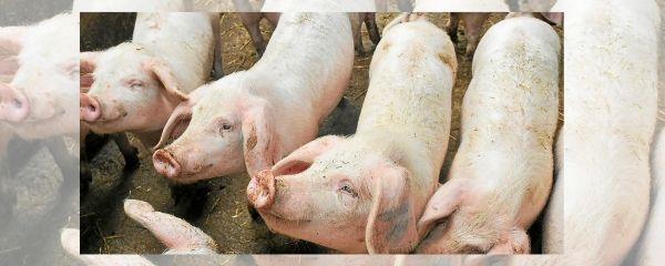 Peste porcine africaine : Renforcer les contrôles